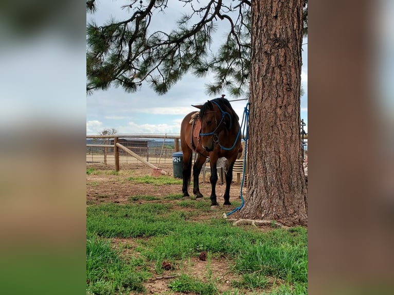 Cheval de trait Croisé Jument 15 Ans 163 cm Bai cerise in Durango