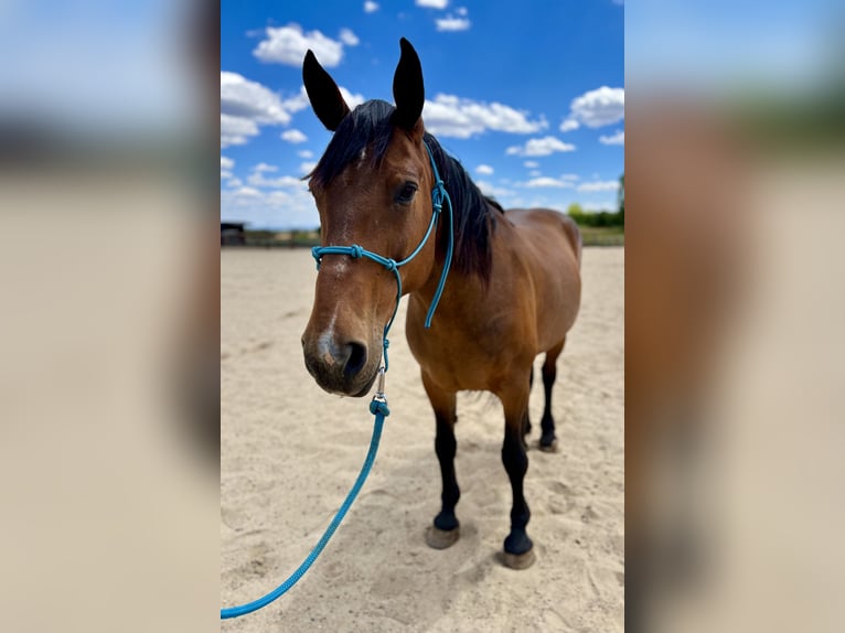 Cheval de trait Croisé Jument 15 Ans 163 cm Bai cerise in Durango