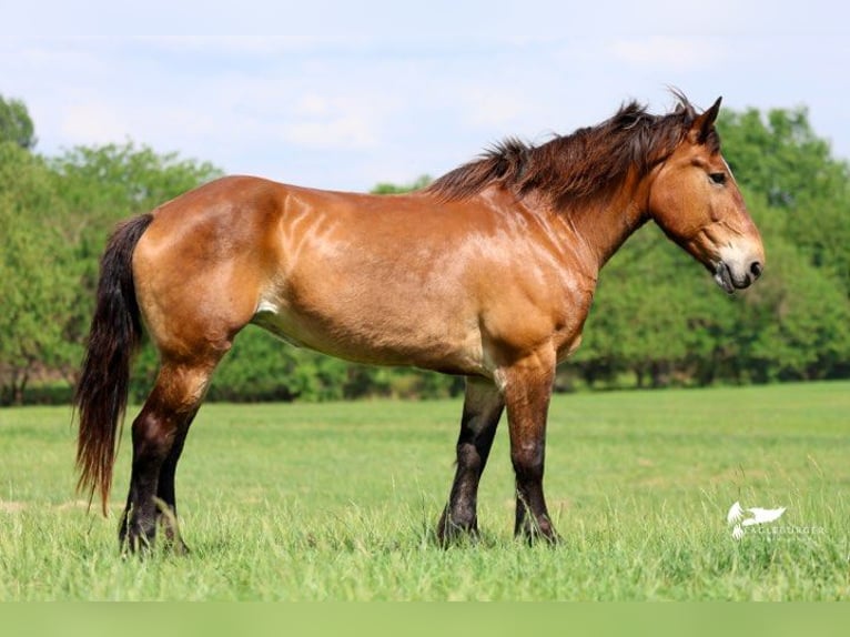 Cheval de trait Jument 15 Ans 168 cm Bai cerise in Cole Camp