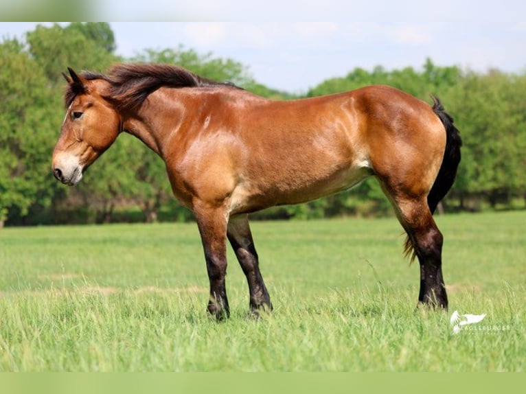 Cheval de trait Jument 15 Ans 168 cm Bai cerise in Cole Camp