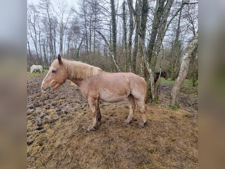 Cheval de trait Jument 16 Ans 169 cm Alezan in Cognin