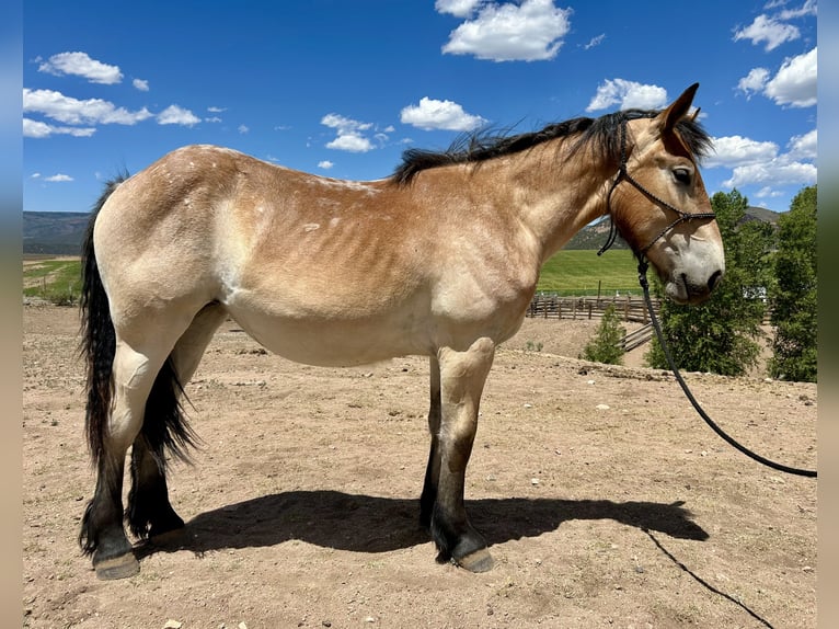 Cheval de trait Jument 1 Année 142 cm Bai cerise in Mc Coy