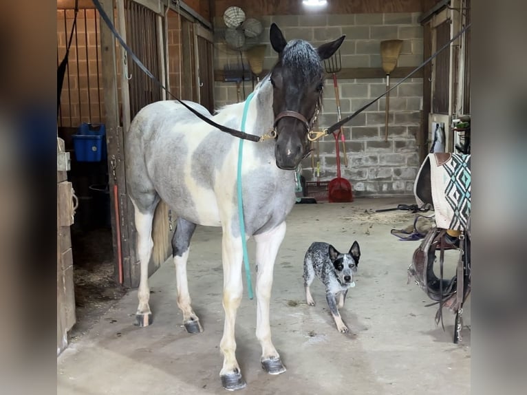 Cheval de trait Jument 1 Année 145 cm Tobiano-toutes couleurs in Narvon