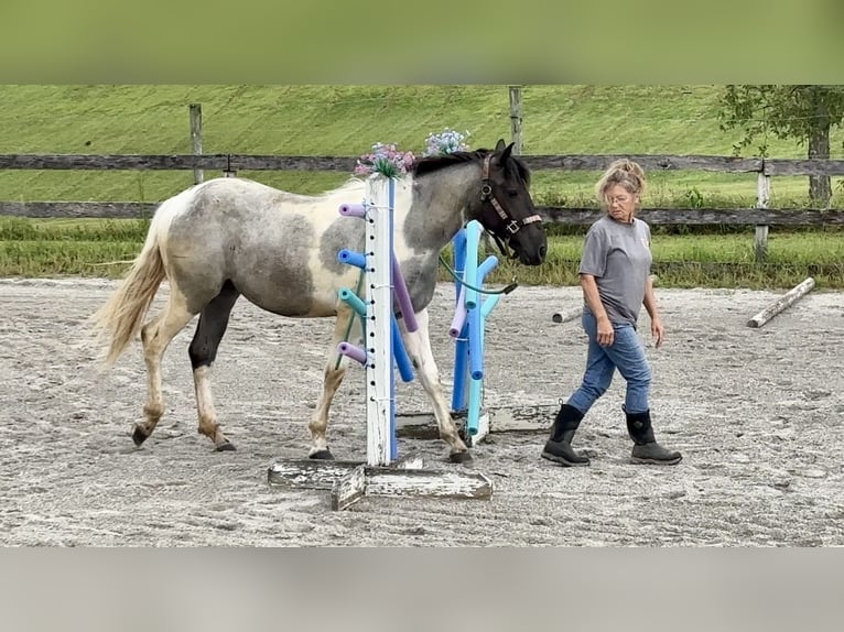 Cheval de trait Jument 1 Année 145 cm Tobiano-toutes couleurs in Narvon