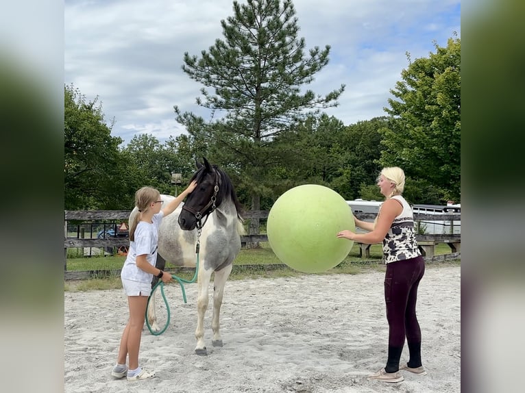 Cheval de trait Jument 1 Année 145 cm Tobiano-toutes couleurs in Narvon