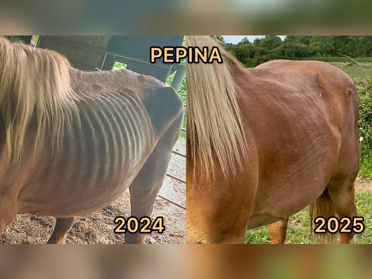 Cheval de trait Jument 23 Ans Alezan in Mugron