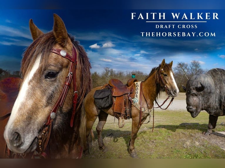 Cheval de trait Croisé Jument 2 Ans 147 cm Rouan Rouge in Caddo, OK