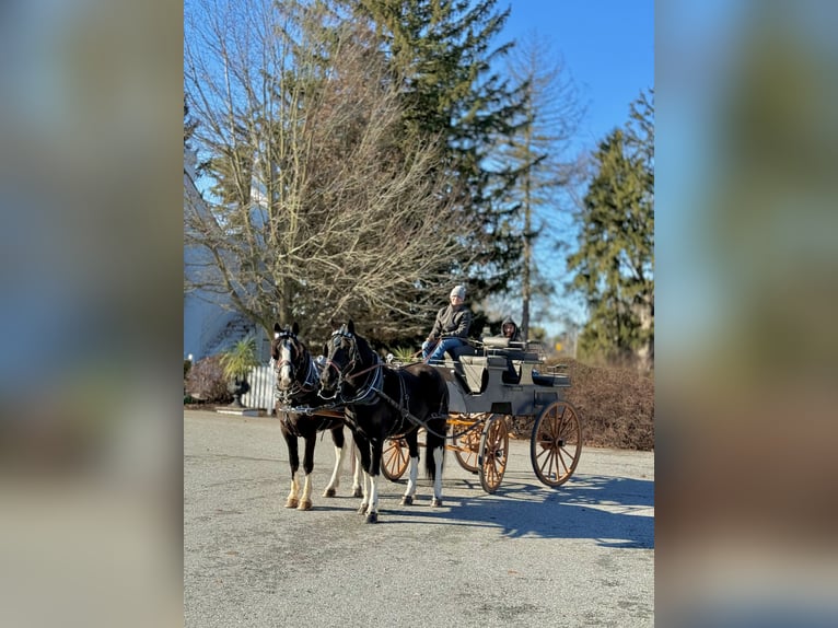 Cheval de trait Croisé Jument 3 Ans 155 cm Pinto in Gap