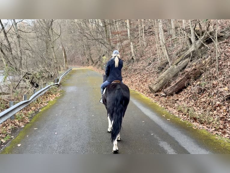 Cheval de trait Croisé Jument 3 Ans 155 cm Pinto in Gap