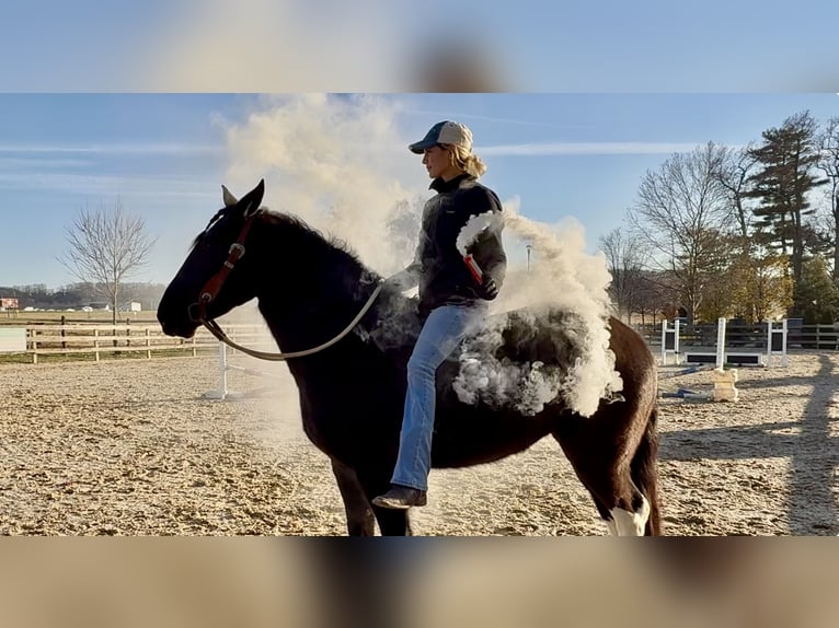 Cheval de trait Croisé Jument 3 Ans 155 cm Pinto in Gap