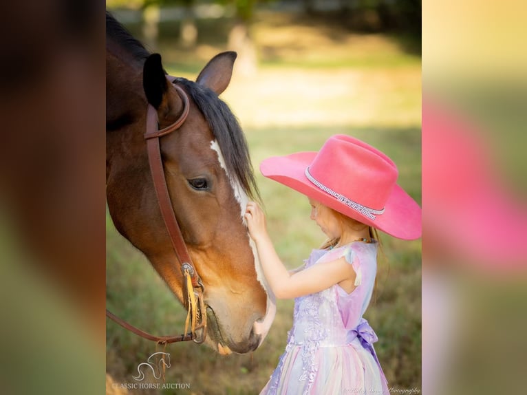 Cheval de trait Jument 3 Ans 163 cm Bai cerise in Auburn, KY