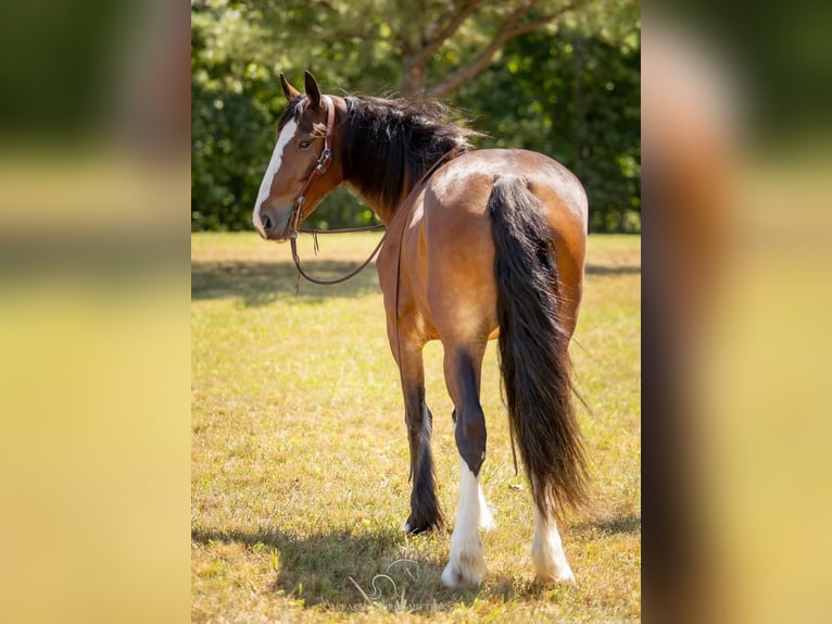 Cheval de trait Jument 3 Ans 163 cm Bai cerise in Auburn, KY