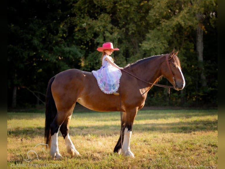 Cheval de trait Jument 3 Ans 163 cm Bai cerise in Auburn, KY