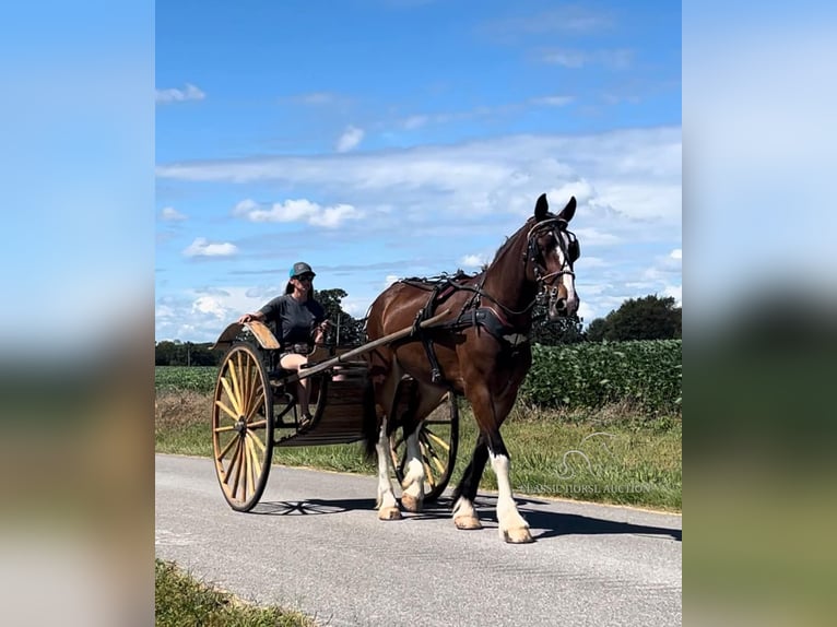 Cheval de trait Jument 3 Ans 163 cm Bai cerise in Auburn, KY