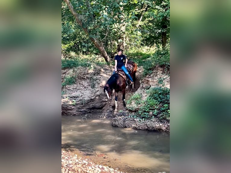 Cheval de trait Jument 3 Ans 163 cm Bai cerise in Auburn, KY