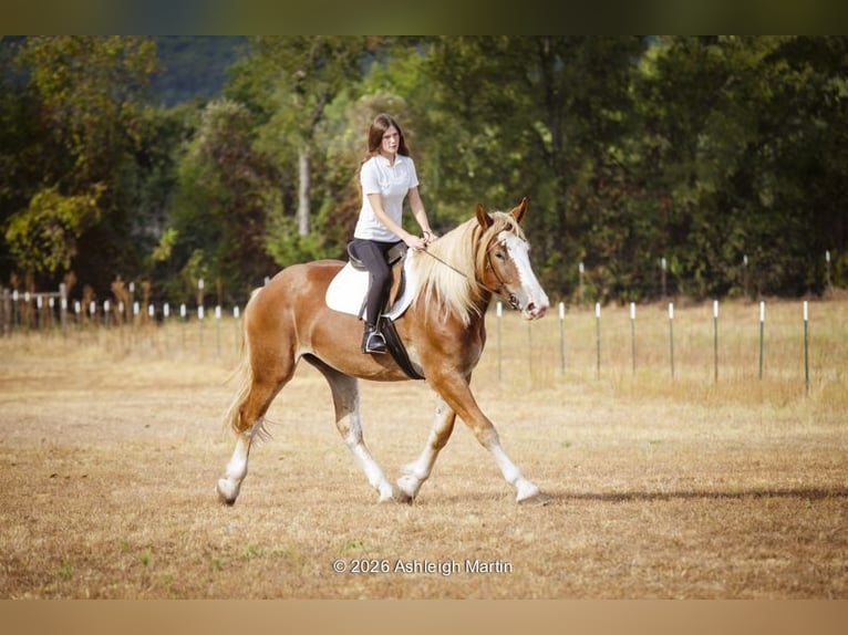 Cheval de trait Croisé Jument 3 Ans 173 cm Alezan cuivré in Glen Rose