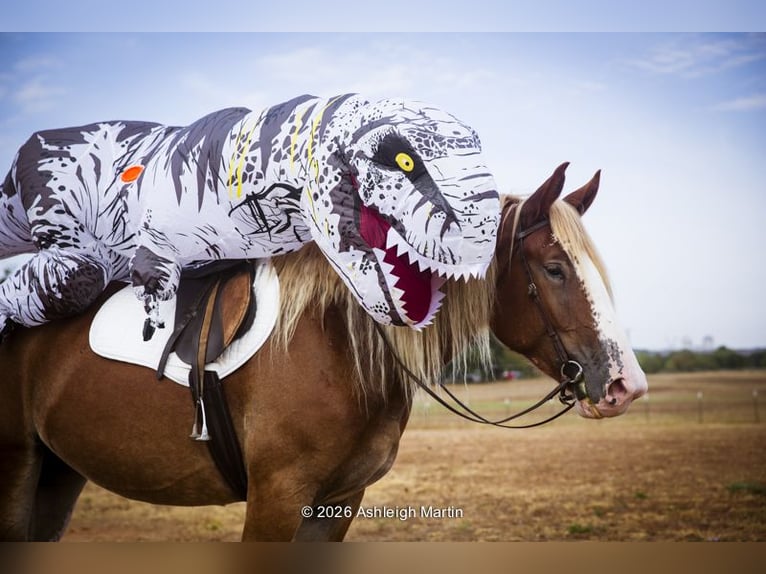 Cheval de trait Croisé Jument 3 Ans 173 cm Alezan cuivré in Glen Rose