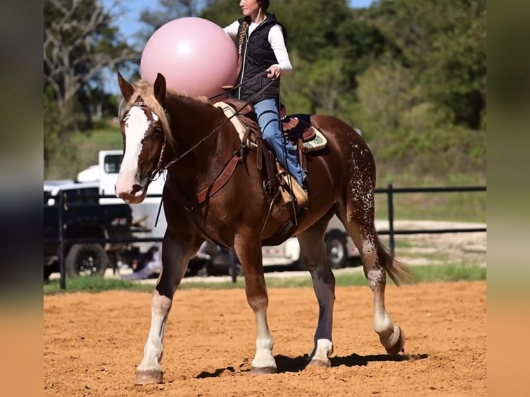 Cheval de trait Croisé Jument 3 Ans 173 cm Alezan cuivré in Glen Rose