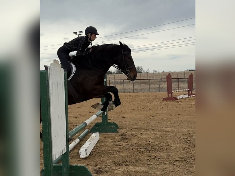 Cheval de trait Jument 3 Ans 173 cm Bai cerise in Weatherford