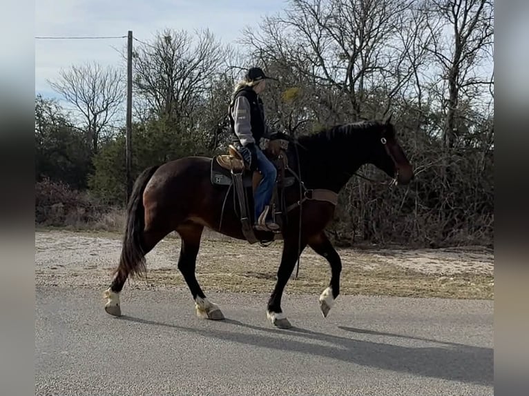 Cheval de trait Jument 3 Ans 173 cm Bai cerise in Weatherford