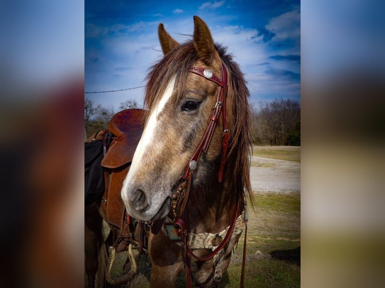 Cheval de trait Jument 3 Ans Gris in Caddo