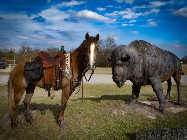 Cheval de trait Jument 3 Ans Gris in Caddo