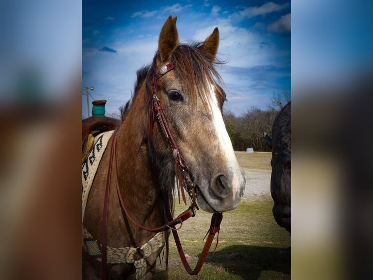 Cheval de trait Jument 3 Ans Gris in Caddo