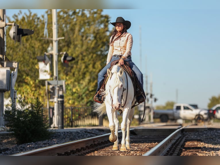 Cheval de trait Croisé Jument 4 Ans 150 cm Blanc in Joshua, TX