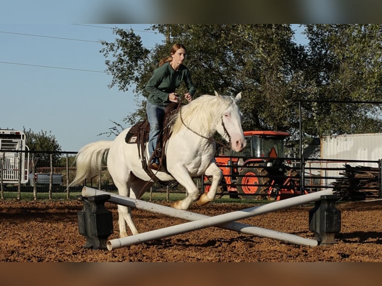 Cheval de trait Croisé Jument 4 Ans 150 cm Blanc in Joshua, TX