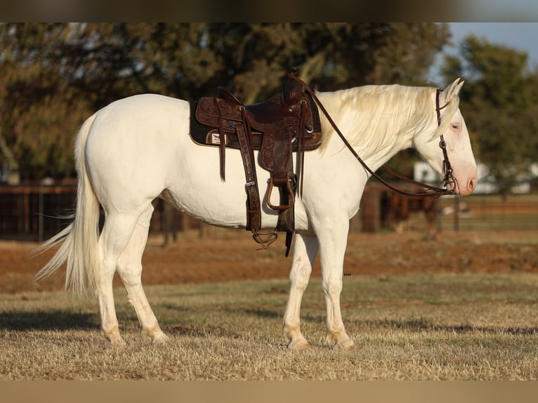 Cheval de trait Croisé Jument 4 Ans 150 cm Blanc in Joshua, TX