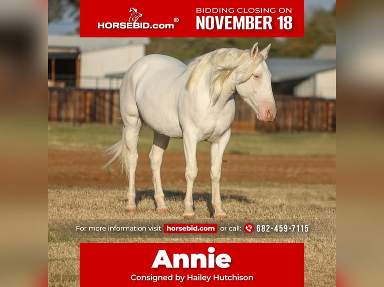 Cheval de trait Croisé Jument 4 Ans 150 cm Blanc in Joshua, TX