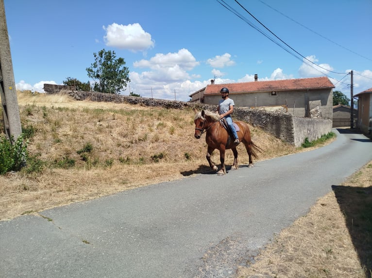 Cheval de trait Jument 4 Ans 151 cm Alezan in Souternon