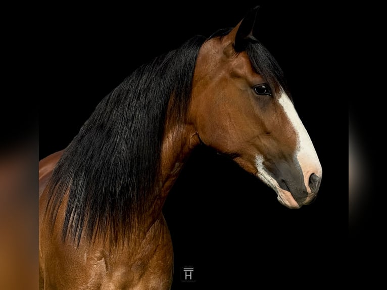 Cheval de trait Jument 4 Ans 152 cm Bai cerise in Jacksboro