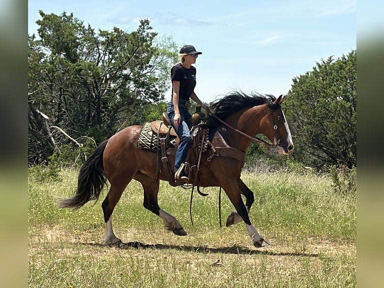Cheval de trait Jument 4 Ans 152 cm Bai cerise in Jacksboro
