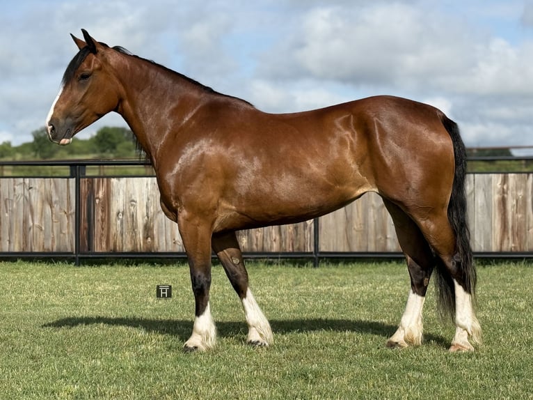 Cheval de trait Jument 4 Ans 152 cm Bai cerise in Jacksboro