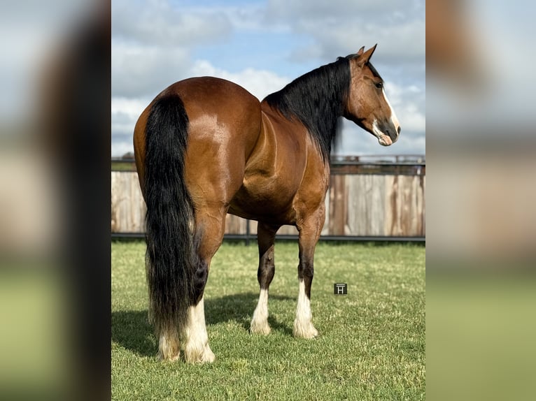 Cheval de trait Jument 4 Ans 152 cm Bai cerise in Jacksboro