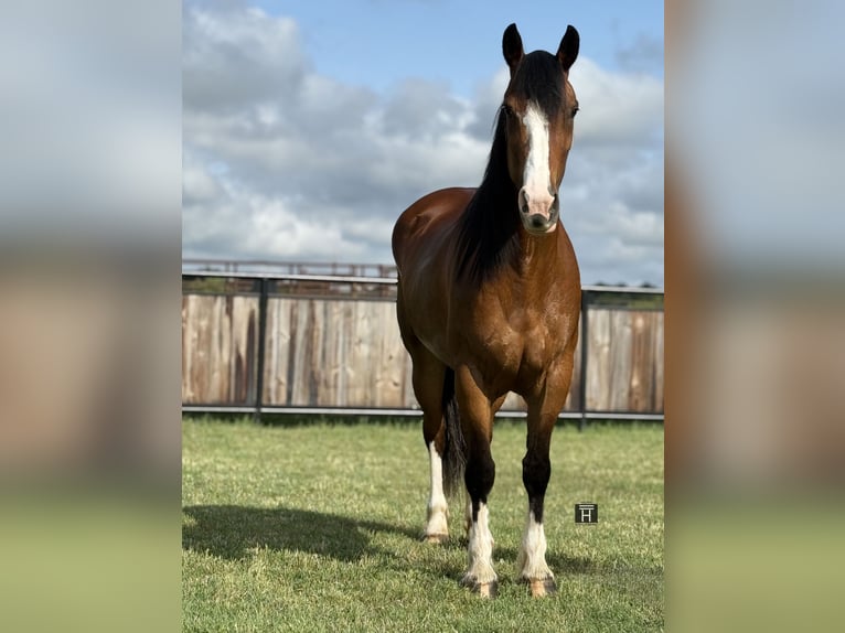 Cheval de trait Jument 4 Ans 152 cm Bai cerise in Jacksboro