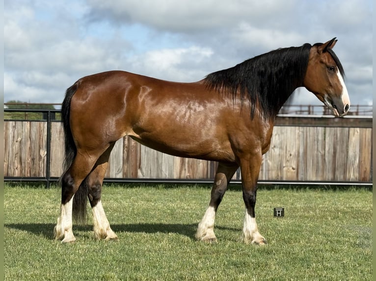 Cheval de trait Jument 4 Ans 152 cm Bai cerise in Jacksboro Cheval de trait Jument 4 Ans 152 cm Bai cerise in Jacksboro