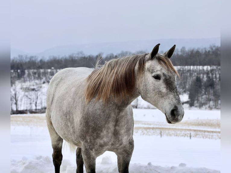 Cheval de trait Croisé Jument 4 Ans 152 cm Gris in Beaver Springs