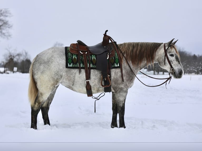 Cheval de trait Croisé Jument 4 Ans 152 cm Gris in Beaver Springs