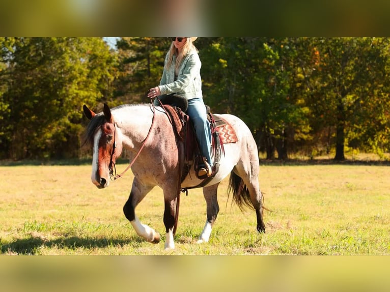 Cheval de trait Croisé Jument 4 Ans 152 cm Roan-Bay in Quitman Cheval de trait Croisé Jument 4 Ans 152 cm Roan-Bay in Quitman