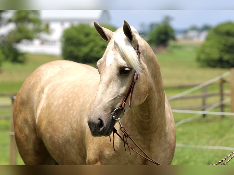 Cheval de trait Jument 4 Ans 155 cm Palomino in Gap