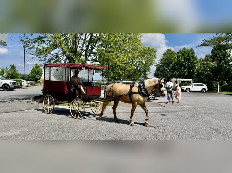 Cheval de trait Jument 4 Ans 155 cm Palomino in Gap