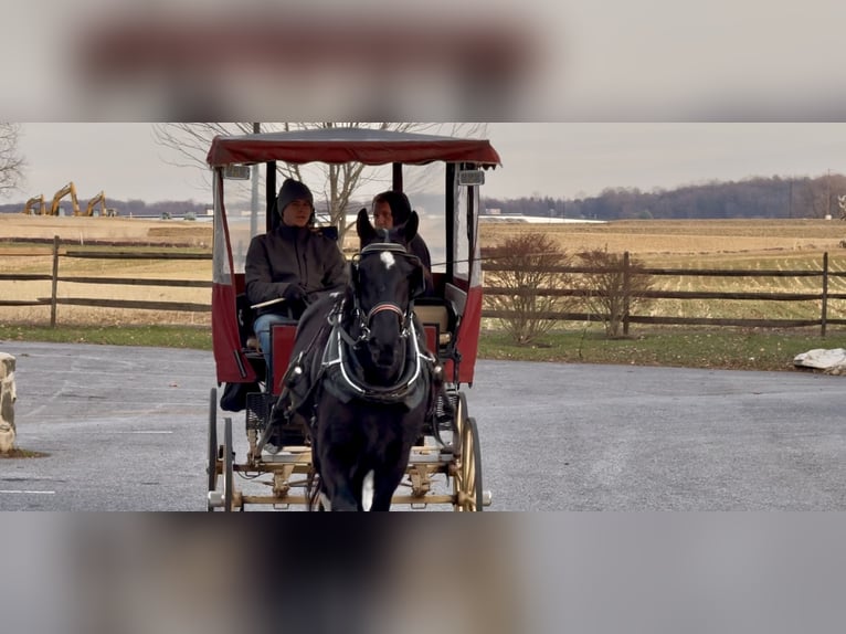 Cheval de trait Croisé Jument 4 Ans 155 cm Pinto in Gap