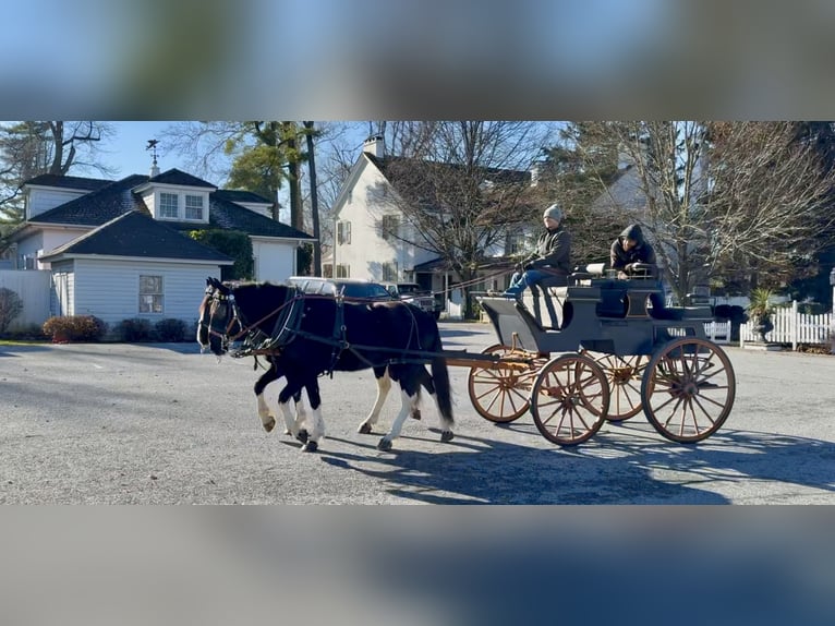 Cheval de trait Croisé Jument 4 Ans 155 cm Pinto in Gap
