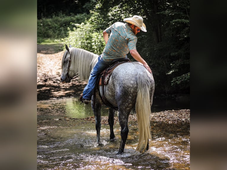 Cheval de trait Croisé Jument 4 Ans 163 cm Gris pommelé in Santa Fe, TN