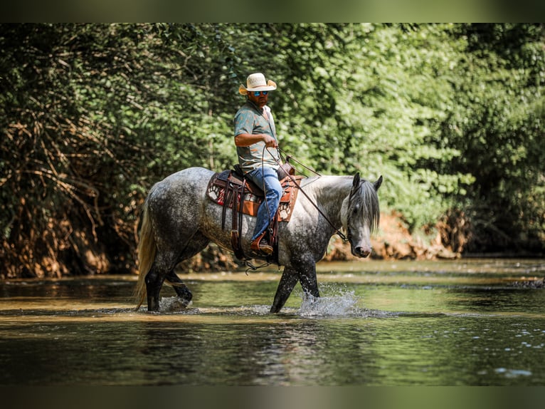 Cheval de trait Croisé Jument 4 Ans 163 cm Gris pommelé in Santa Fe, TN