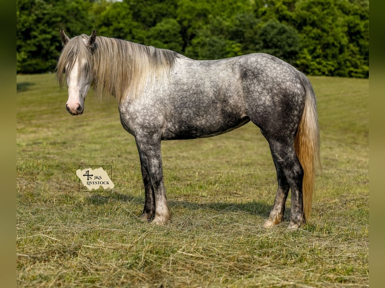 Cheval de trait Croisé Jument 4 Ans 163 cm Gris pommelé in Santa Fe, TN
