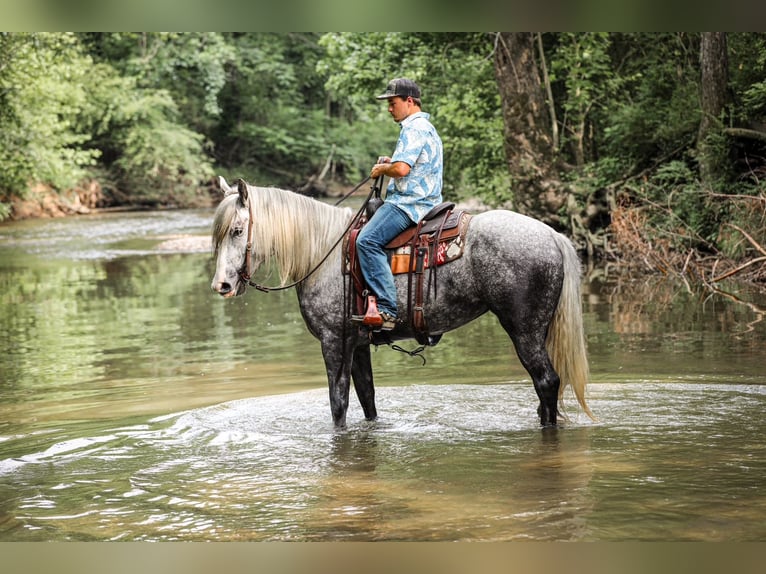 Cheval de trait Croisé Jument 4 Ans 163 cm Gris pommelé in Santa Fe, TN