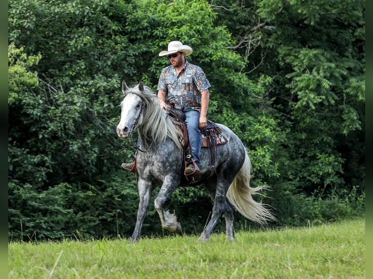 Cheval de trait Croisé Jument 4 Ans 163 cm Gris pommelé in Santa Fe, TN